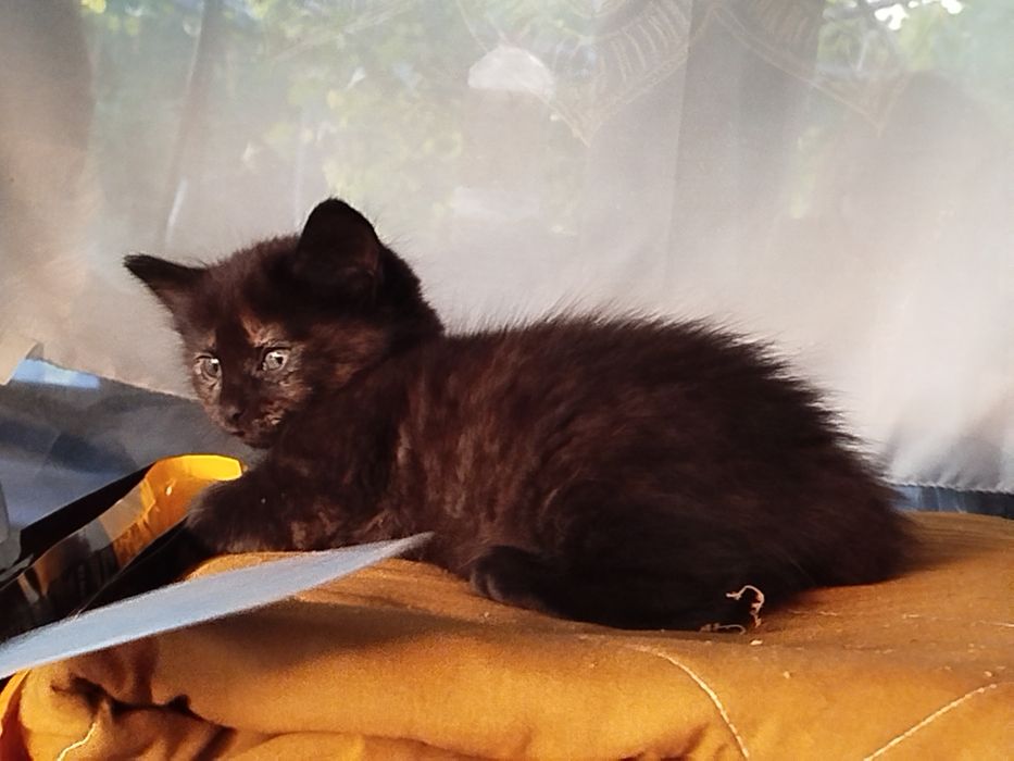Gatinhos para doar