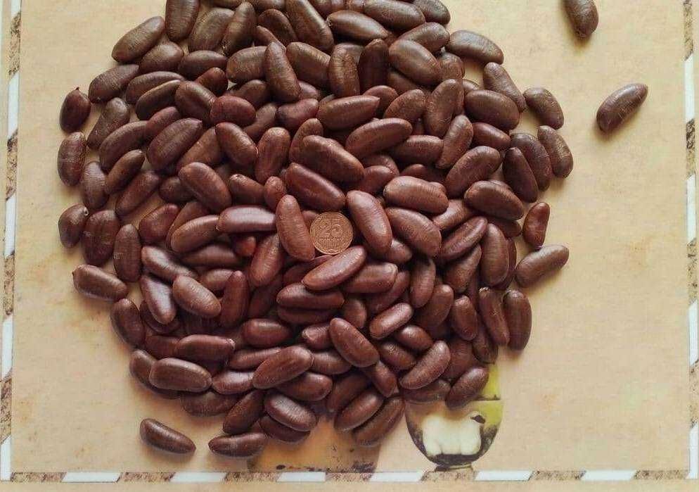 Азиміна, Бамбук обмін на Горіхи, Берека, Еводія