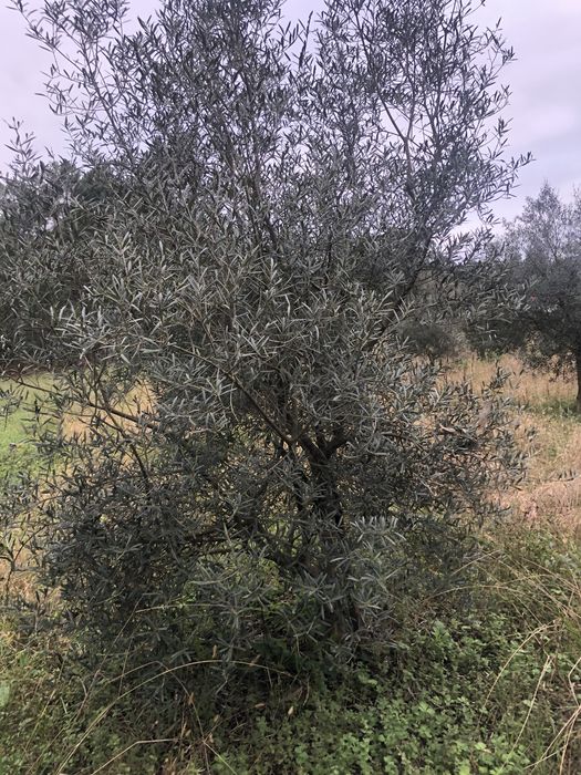 Oliveiras para jardim