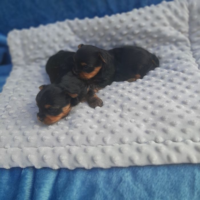 Yorkshire terrier piesek