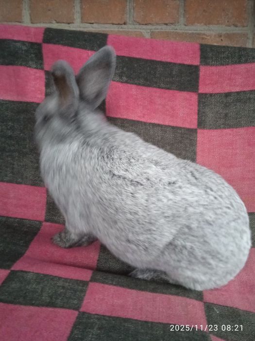 Кролі породи Велике світле срібло