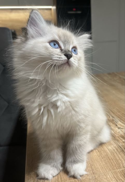 Kotka rasy Ragdoll seal miteed lynx