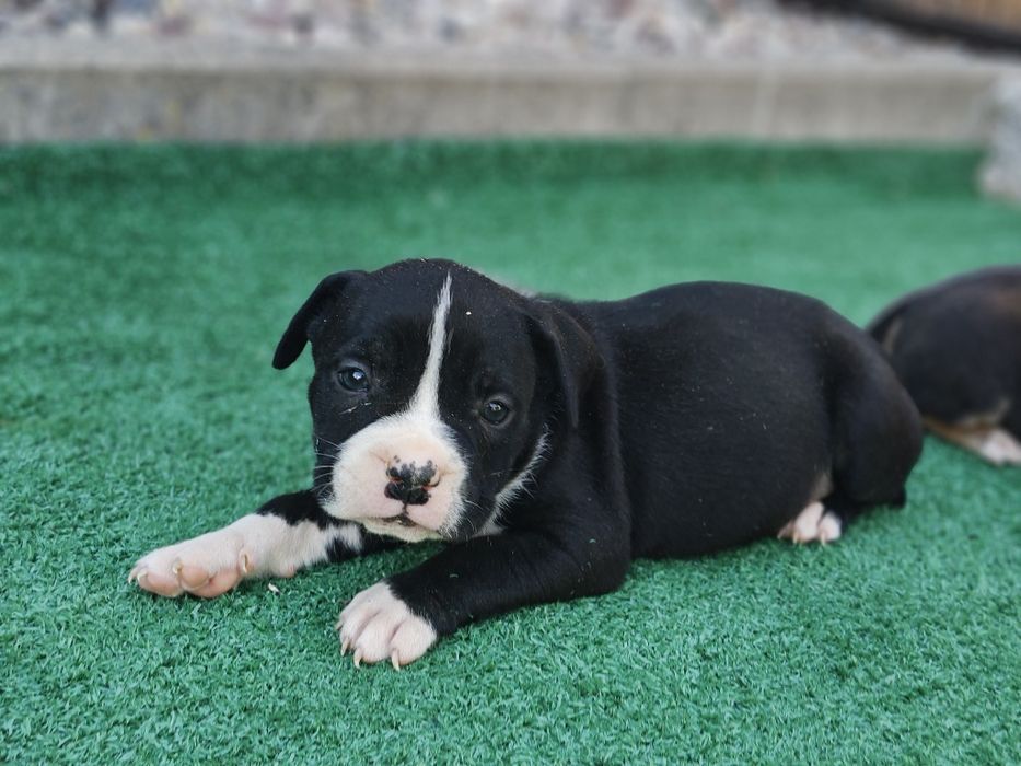 American bully standard z metryką