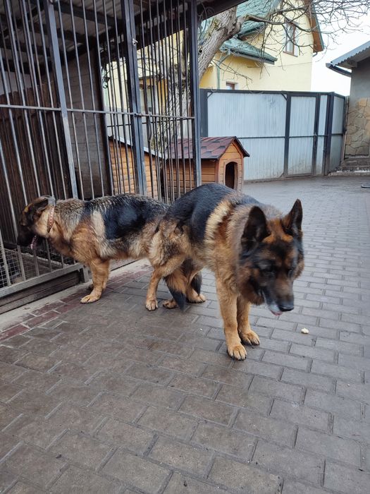 Кобель для вязки