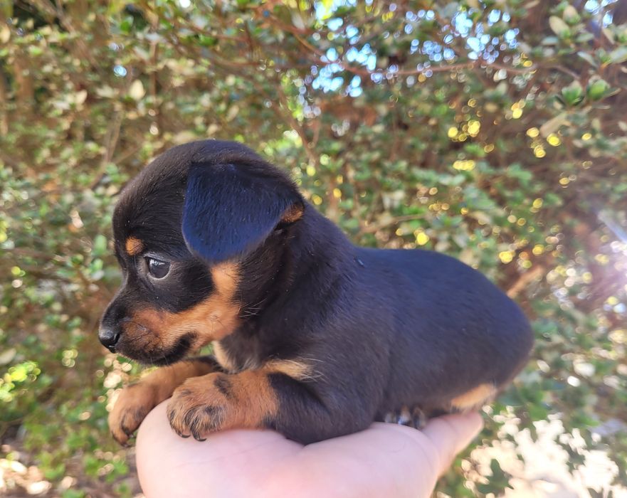 Pinscher mini femea