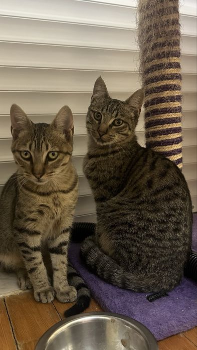 2 Gatinhos de 5 meses para adoção responsável