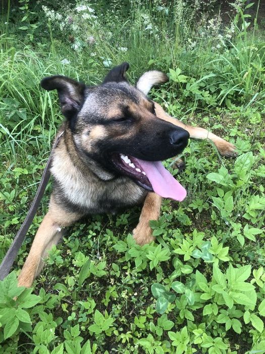 Zoran cudowny szczeniak do adopcji