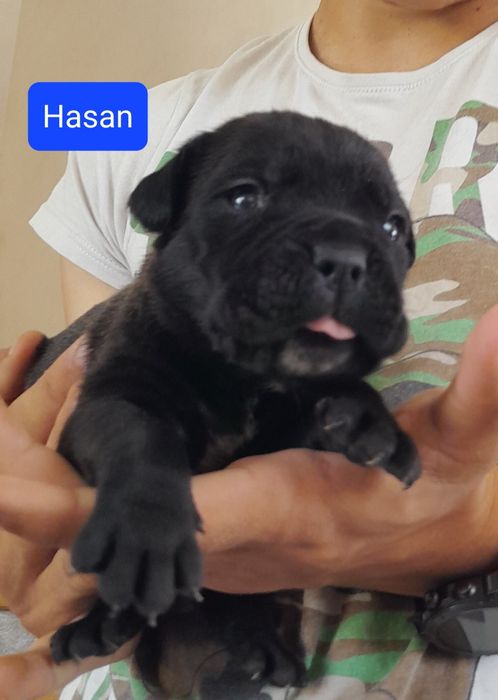Cane Corso Szczeniak
