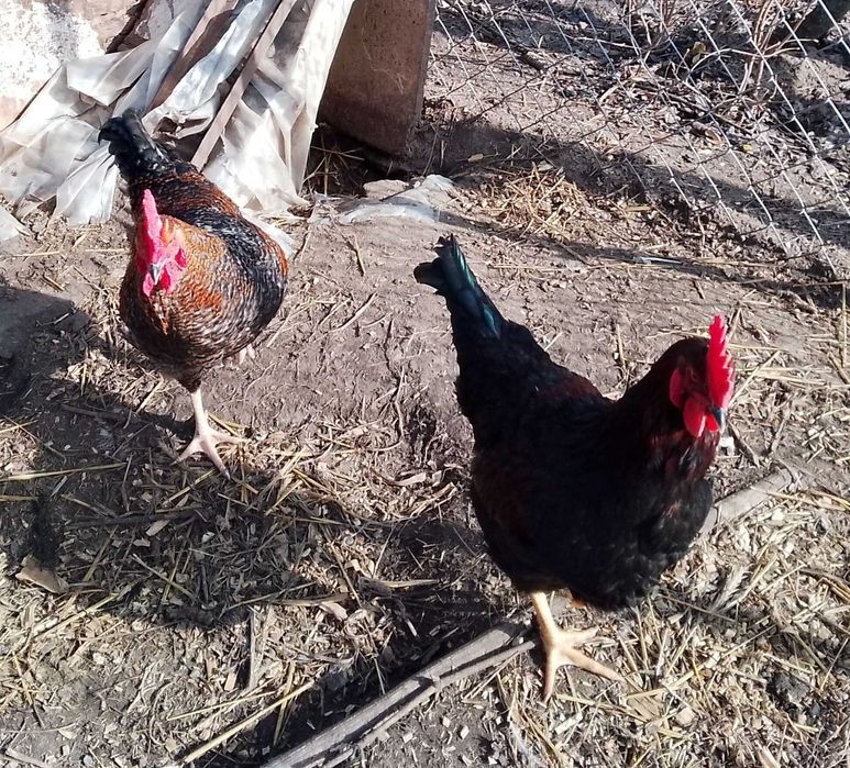 Młode koguty kolorowe