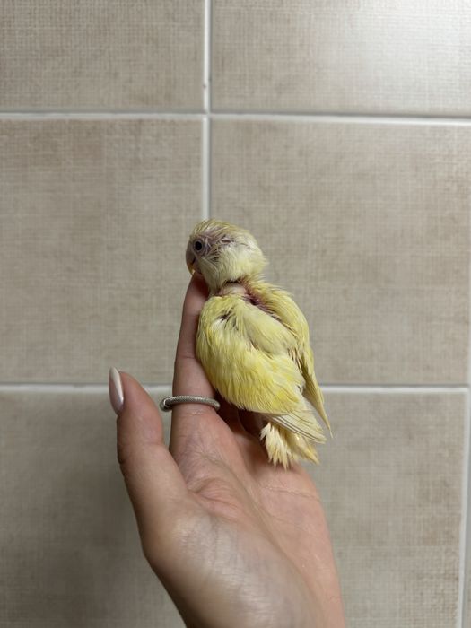Agapornis domesticados