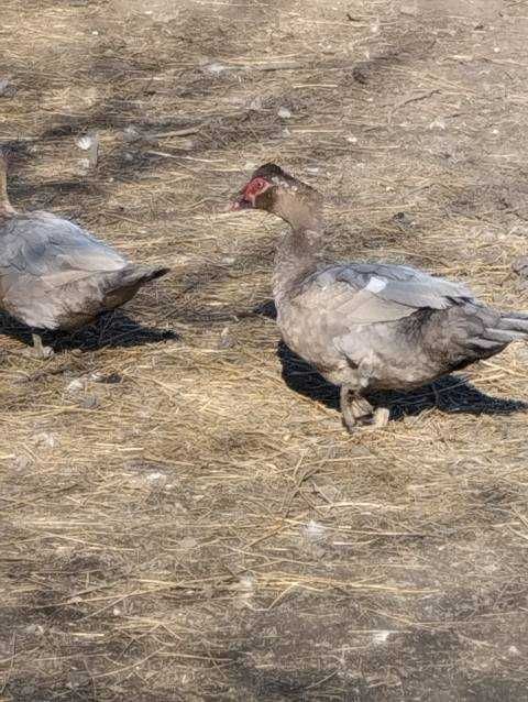 kaczki  piżmowe kolorowe