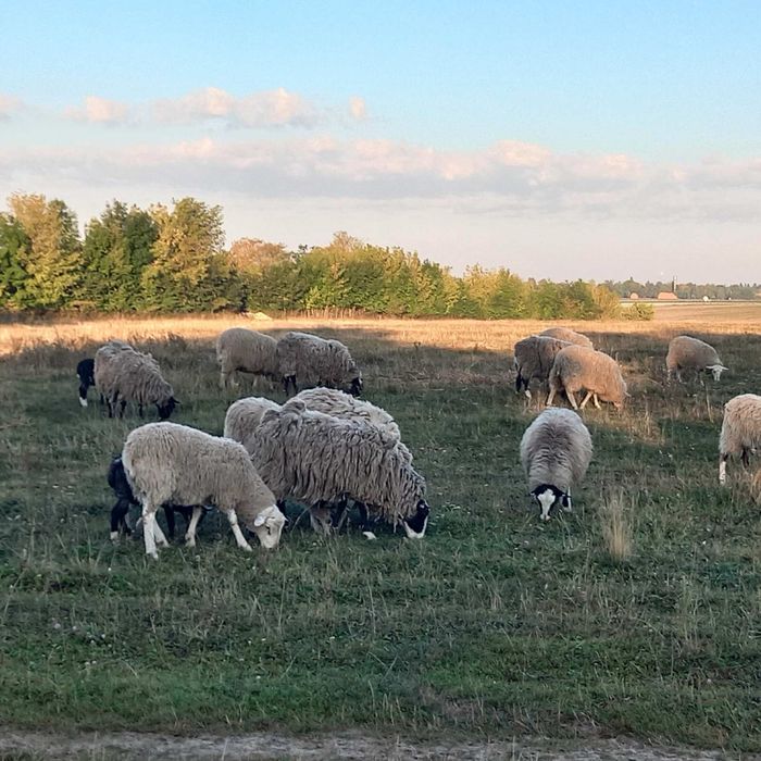 Вівці домашні (Красилів)