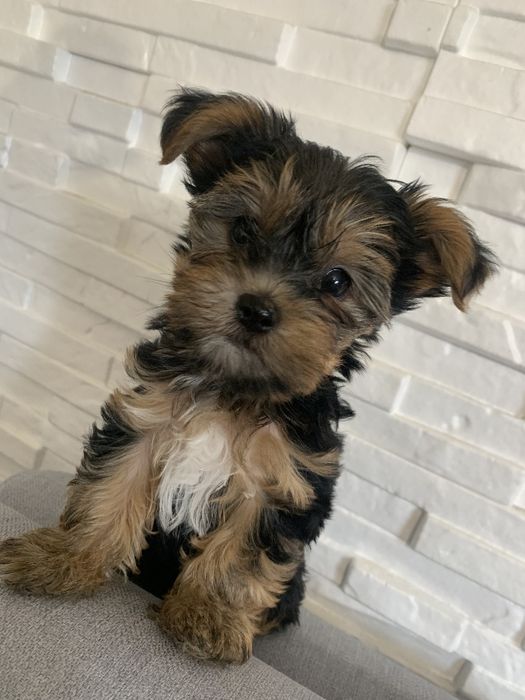 Piesek yorkshire terrier