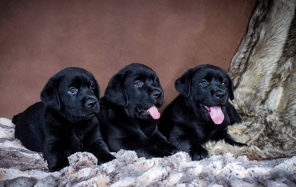 Малыши лабрадорчики