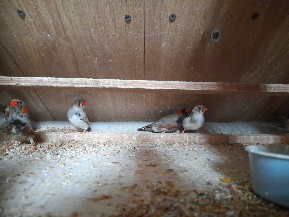 Zeberki różne mutacje