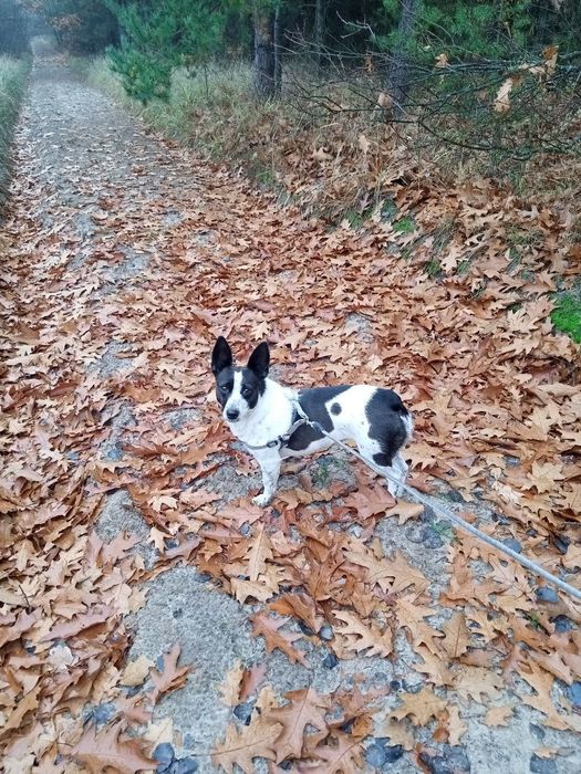 Порода корги дівчина