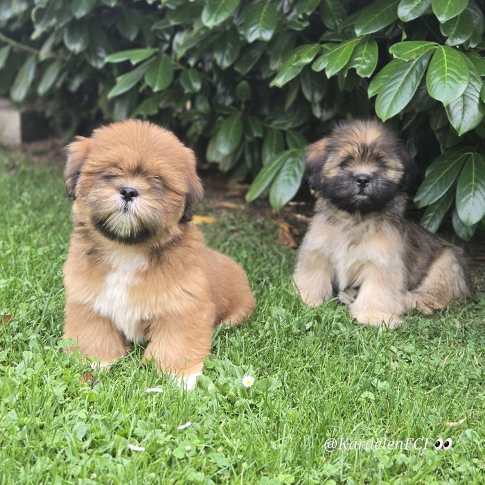 Lhasa Apso KardelenFCI (kuzyn Shih Tzu)