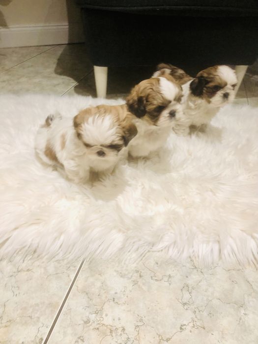 Shih tzu szczeniaczek