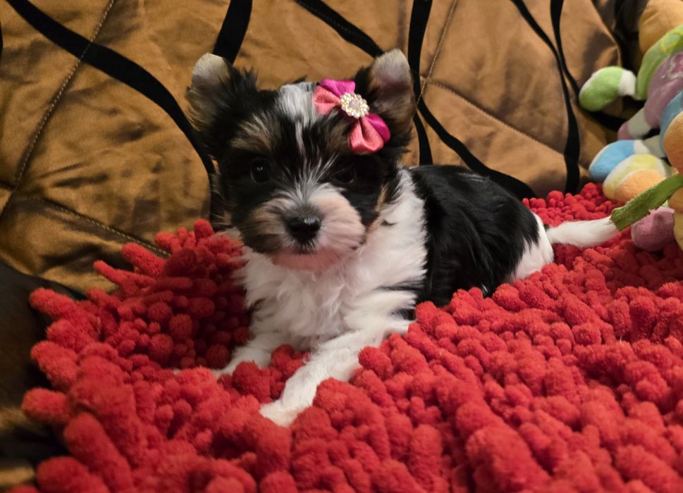 York biewer - Suzi z rodowodem !