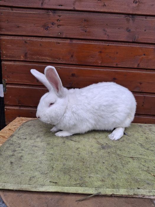 Sprzedam króliki Termądzki Biały