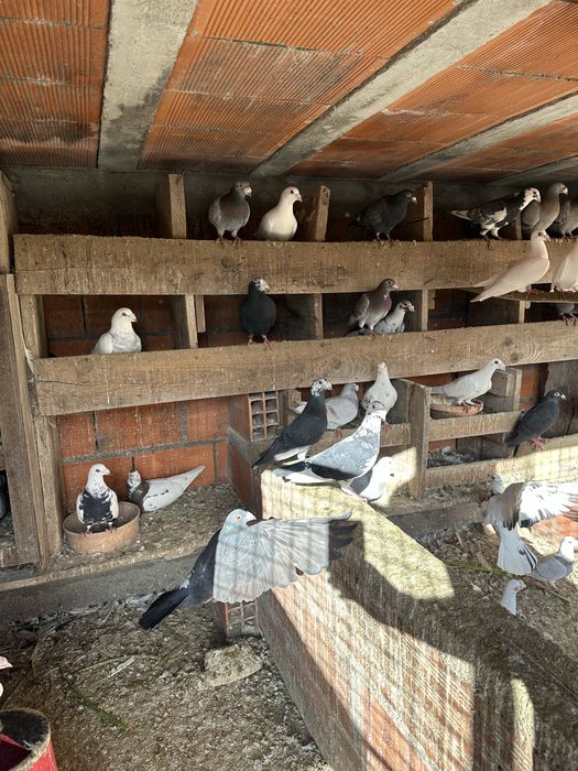 Pombos correios linha antiga