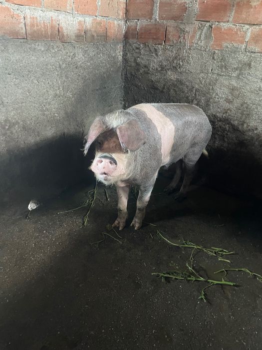 Leitoes bizarros