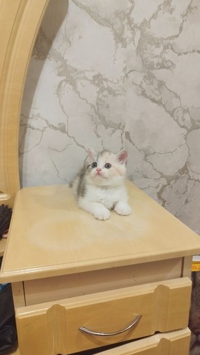 Шотландська прямовуха.