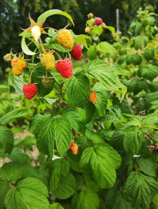 Sadzonki malin jesiennych