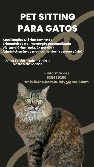 Petsitting de Gatos