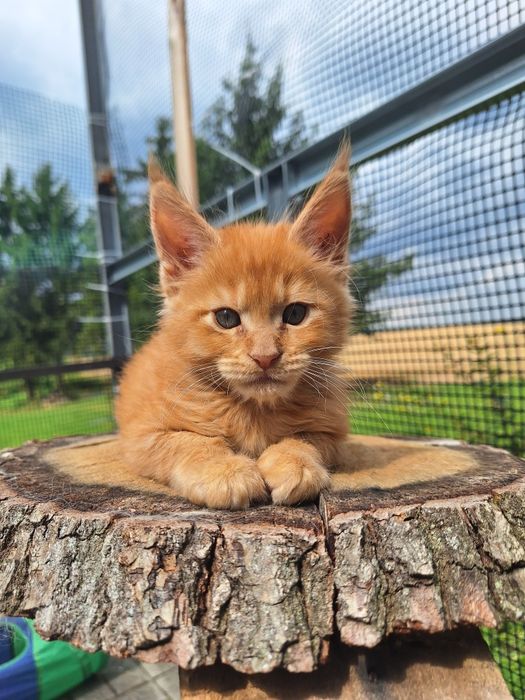 Rudy Mainecoon kocurek