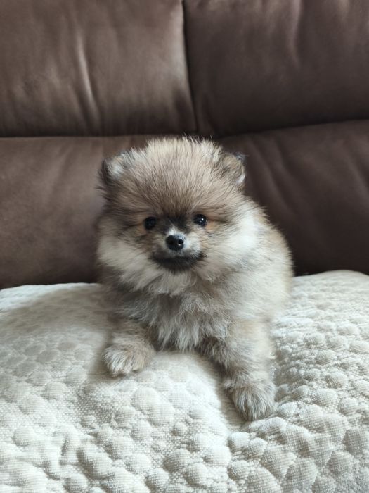 Szpic miniaturowy Pomeranian piesek