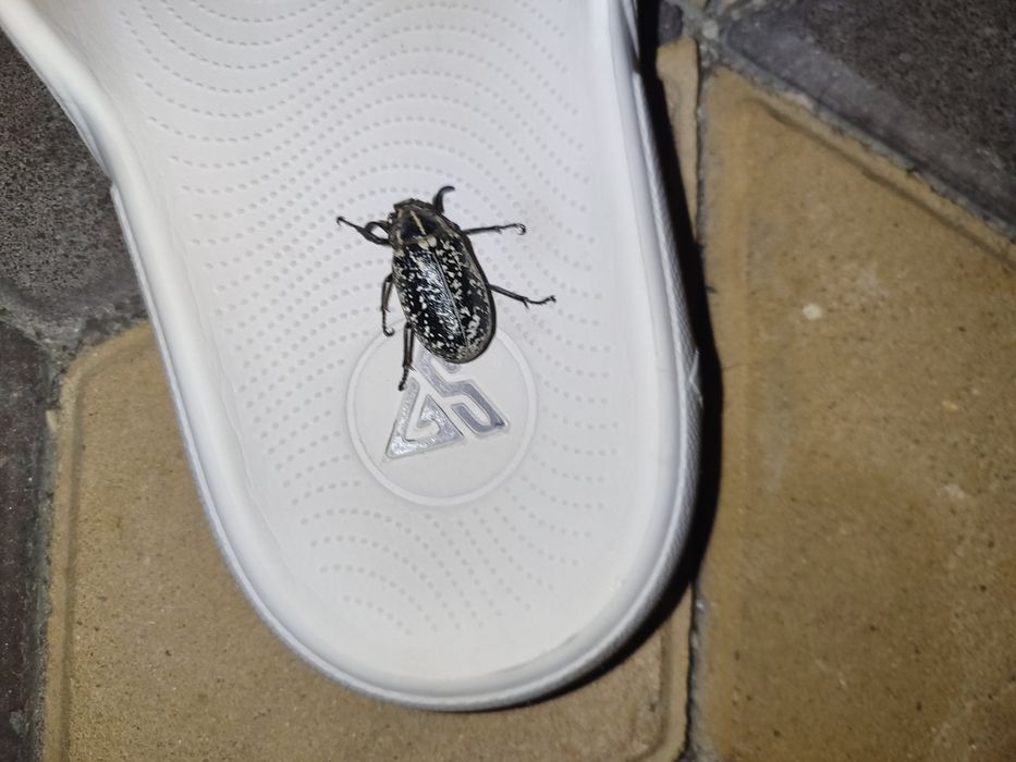 Продам мармурового хруща