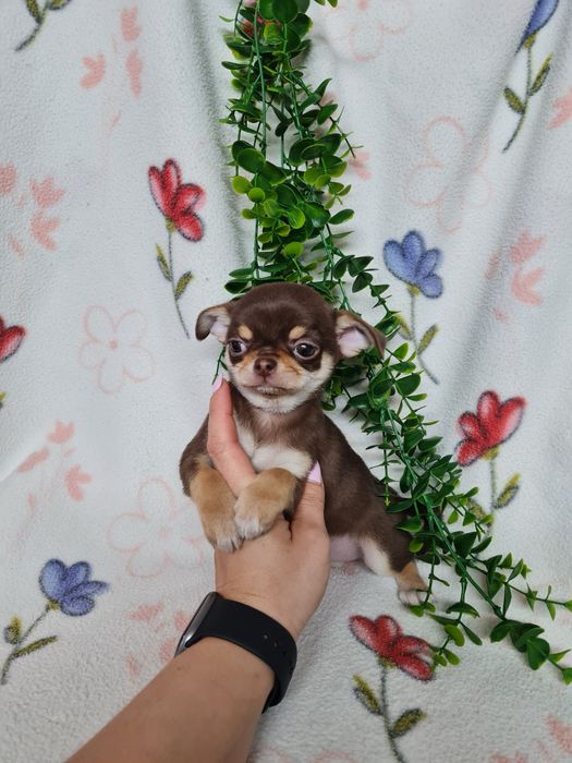 Excecional menino mini Chihuahua/Chiuaua de Qualidade