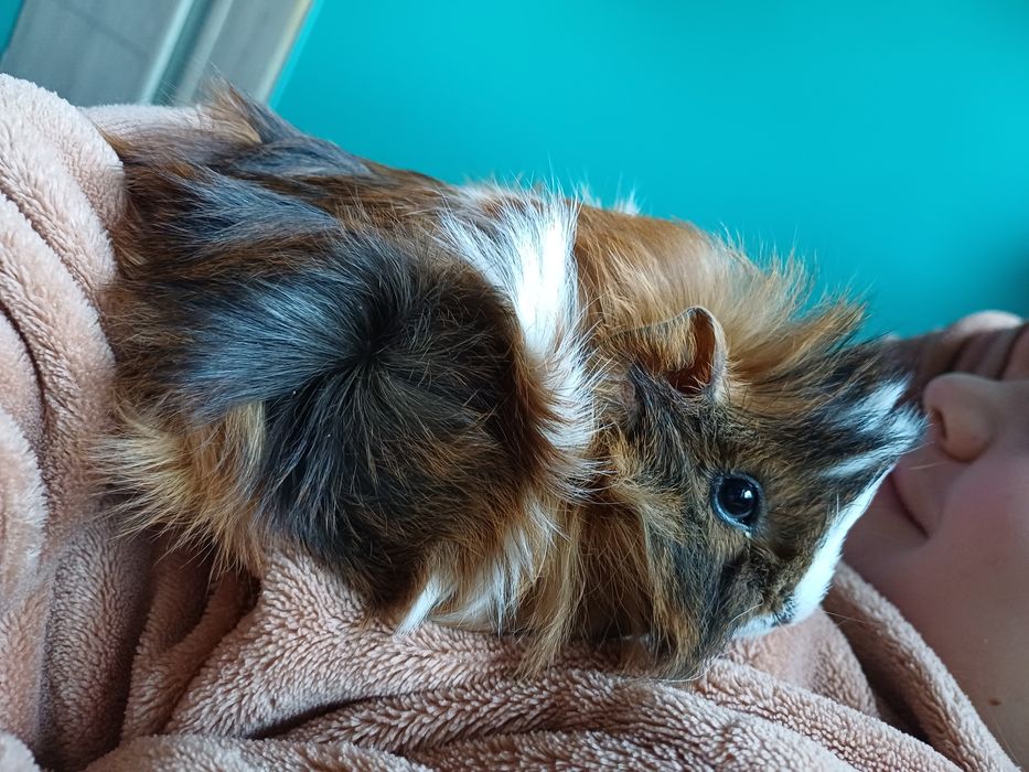Swinka morska, cavia domowa samczyk