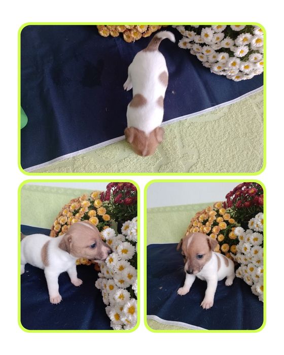 Джек расл цуцики