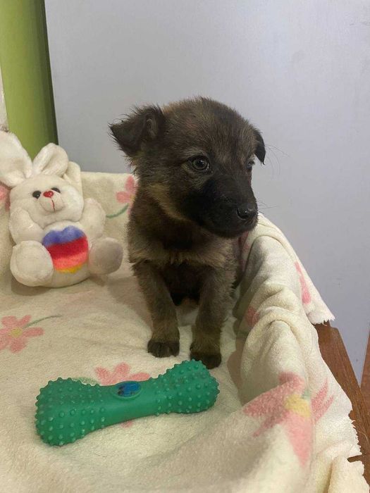 Цуценя, 3 місяці, дівчинка.