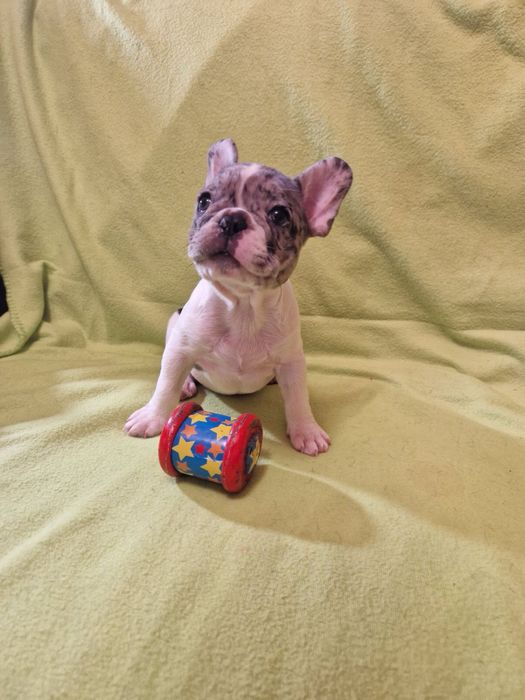 Французький бульдог