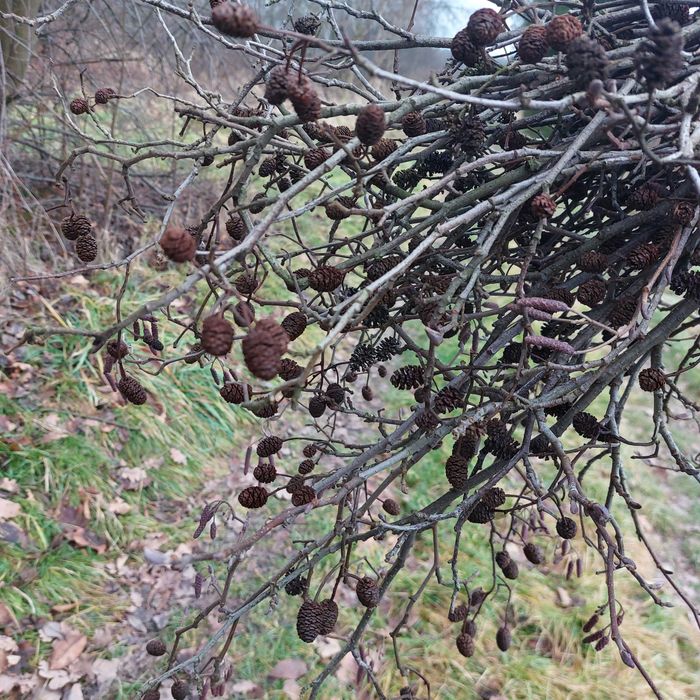 szyszki olchy do akwarium ponad 500 sztuk
