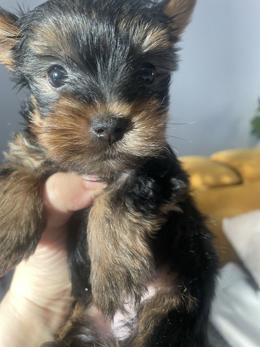 Suczka york yorkshire cudna xxs miniaturka mini