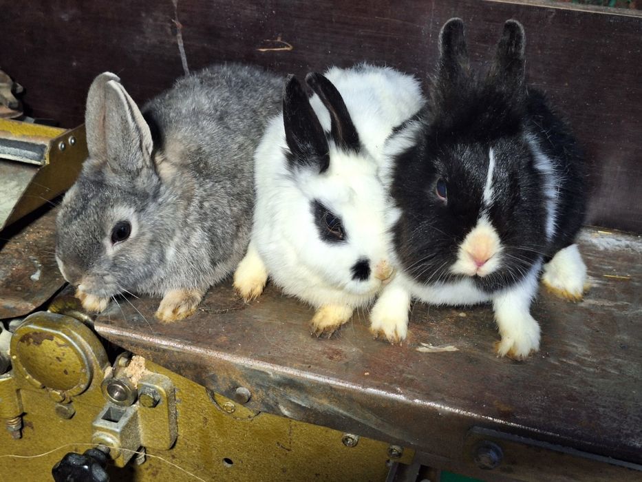 Króliki 3  miniaturki