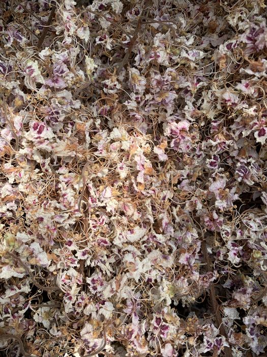 Цвіт каштану сухий