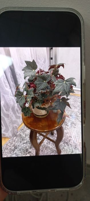 Продам Бегонію...
