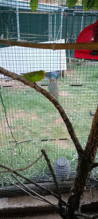 Aves piriquitos  novos o casal