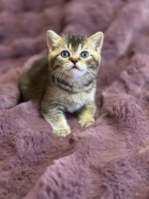 Шотландский мальчик по имени Финик