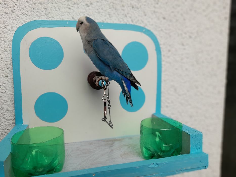 Agapones domesticados em poleiro