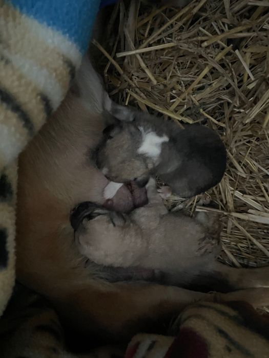 Zaginął piesek miał około 2 miesiące proszę pomóżcie mi go znaleźć.