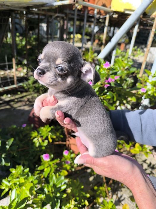 Chihuahua com Lop e Afixo alta qualidade