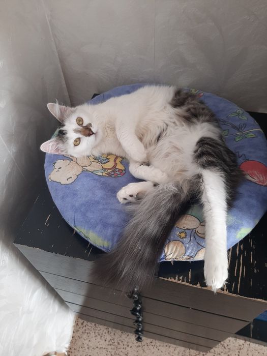 Выбирайте котенка. Котята бесплатно. Кот. Кошка. Даром. Котенок