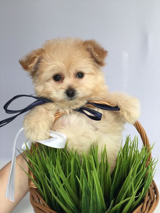 Помапу гарненькі дівчатка