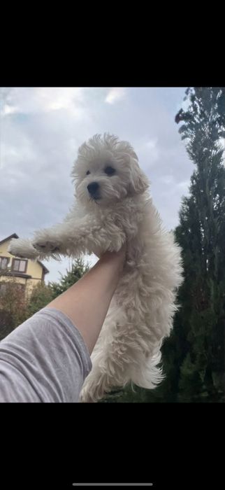 Неймовірні Мальтипу., Мальтезе